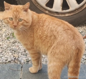 Vermisst mich niemand?