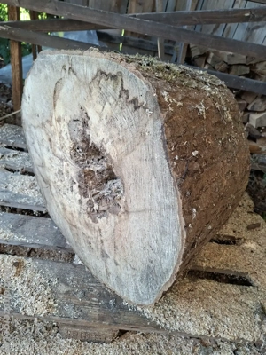 Baumstamm 50cm Buche Deko Möbel Basteln Drechselholz 