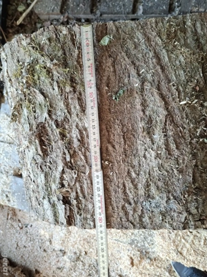 Baumstamm 50cm Buche Deko Möbel Basteln Drechselholz  Bild 2