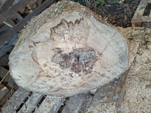Baumstamm 50cm Buche Deko Möbel Basteln Drechselholz  Bild 5