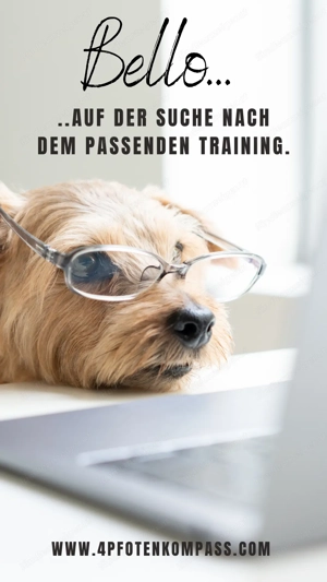 Hundetraining & Verhaltensberatung
