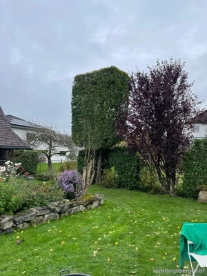 Heckenschnitte Rodungen Baumfällungen Rückschnitte Pflanzenrückschnitt Garten  Bild 3