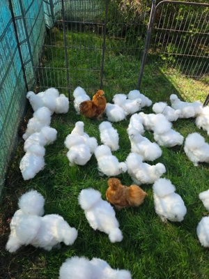 Hühner Hennen Geflügel  Bild 2 Hühner Hennen Geflügel  Bild 2