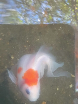 Junge Schleierschwänze