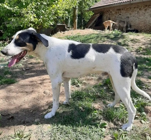 Link möchte IHR Gefährte werden Bild 4