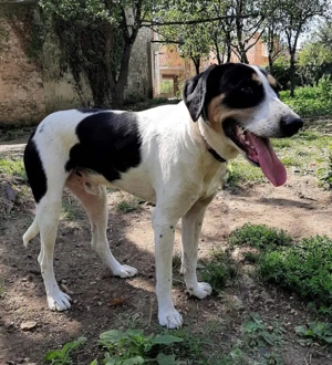 Link möchte IHR Gefährte werden Bild 5