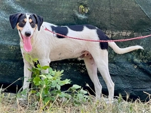 Link möchte IHR Gefährte werden Bild 3