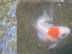 Schleierschwänze abzugeben