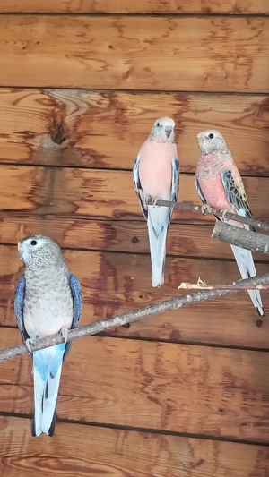 Bourkesittiche-Nymphensittiche-Voliere