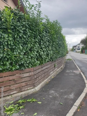 Gartenarbeit Zaunpflege Zaun reperatur Gärtner  Bild 2