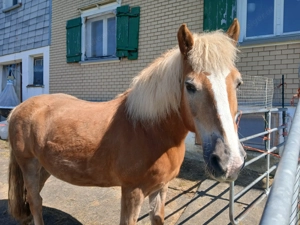 2 Pflegepferde zum betüddeln