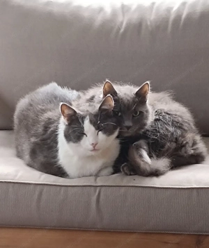 Katzenleiter 4 Meter stehenden  Bild 5