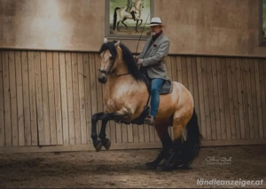 Akademische Reitkunst- Kurs mit Bent Branderup Bild 2