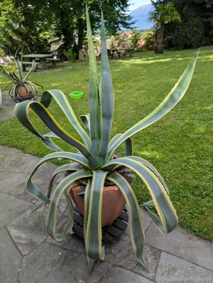 Agave - Pflanze Bild 2