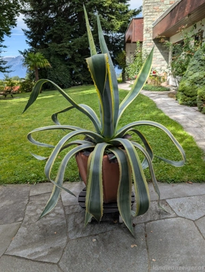 Agave - Pflanze Bild 3