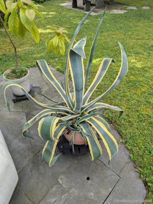 Agave - Pflanze Bild 4