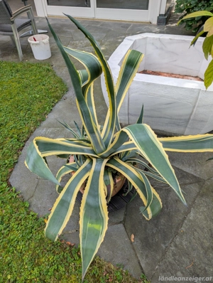 Agave - Pflanze Bild 3