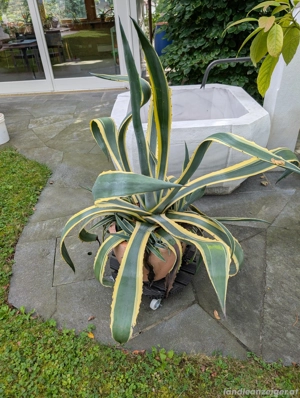Agave - Pflanze Bild 2