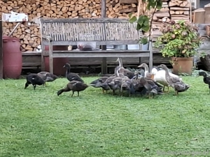 Laufenten suchen neuen Platz