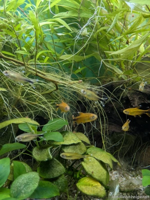 Kupfersammler abzugeben Bild 6