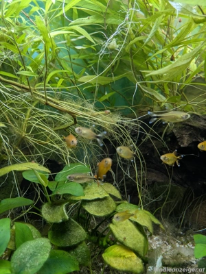 Kupfersammler abzugeben Bild 2