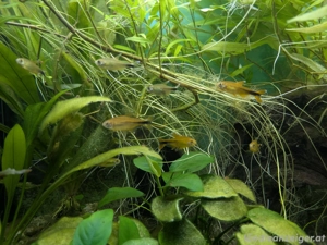 Kupfersammler abzugeben Bild 4