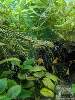 Kupfersammler abzugeben Bild 5