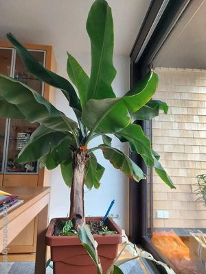 Grosse Essbanane 190 cm