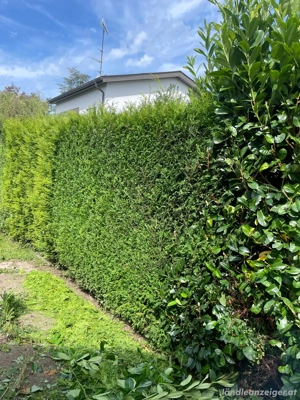 Heckenschnitte Rodungen Baumfällungen Rückschnitte Pflanzenrückschnitt Garten  Bild 5