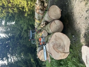 Forstarbeit   Holzerarbeit   Fällungen im Wald oder Ried