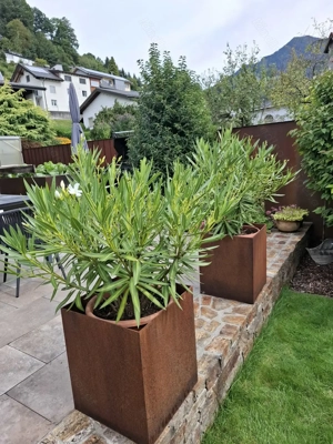 3 Stück Oleander Farbe weiß zu verkaufen. Bild 3