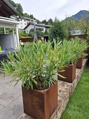 3 Stück Oleander Farbe weiß zu verkaufen. Bild 2