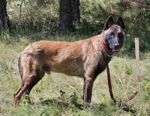 Otto sucht aktive hundeerfahrene Menschen Bild 5