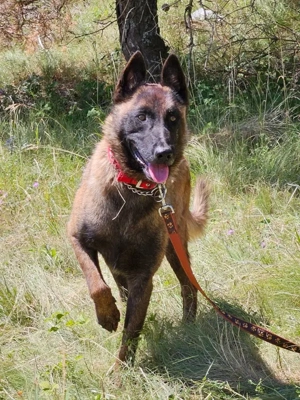 Otto sucht aktive hundeerfahrene Menschen Bild 3