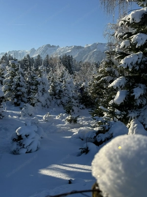 Christbäume, Schnittgrün Bild 2