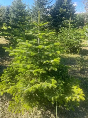 Christbäume, Schnittgrün Bild 3