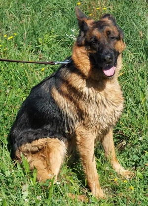 Chamelot - NOTFALL Österreich Bild 2