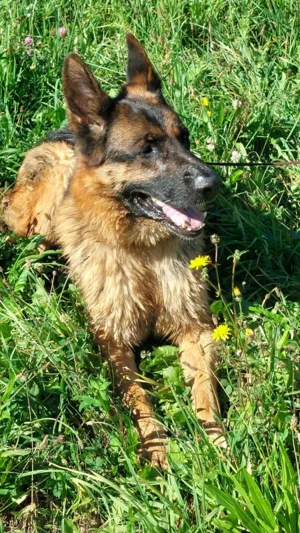 Chamelot - NOTFALL Österreich Bild 3