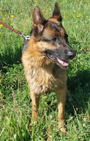 Chamelot - NOTFALL Österreich Bild 4