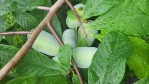 Pawpaw oder auch Indianerbanane Bild 2