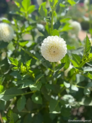 Biete Hilfe bei der Pflege und Betreuung Bild 2