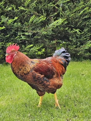 Sulmtaler Hahn sucht zuhause