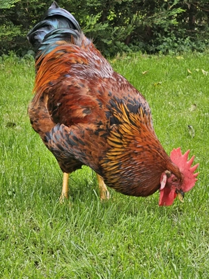 Sulmtaler Hahn sucht zuhause Bild 2