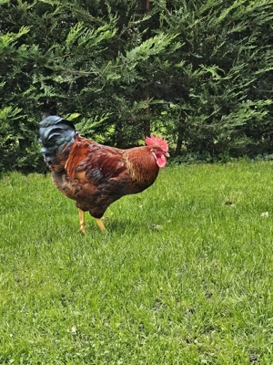 Sulmtaler Hahn sucht zuhause Bild 4