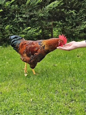 Sulmtaler Hahn sucht zuhause Bild 3