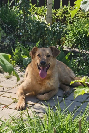 Nikolasha sucht Körbchen ... Bild 2