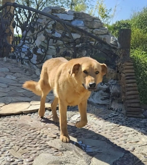 Nikolasha sucht Körbchen ... Bild 4