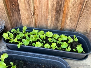 Setzling, Salatsetzling frosthart