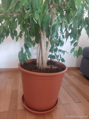 Ficus Benjamin Baum Bild 2