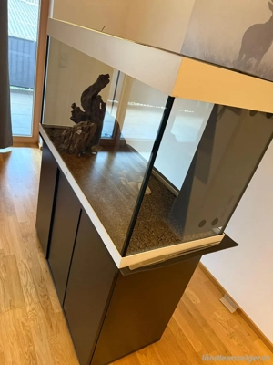 Aquarium mit Futterautomat und Deko Bild 3